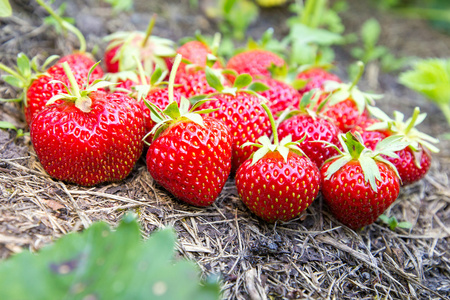 在地面上的水果图片