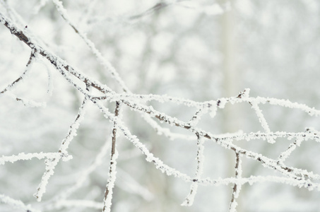 树在霜冻。冬季景观