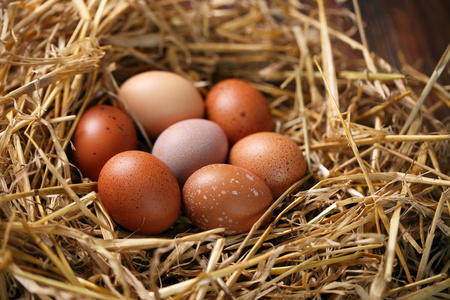 鸡鸡蛋在鸟巢