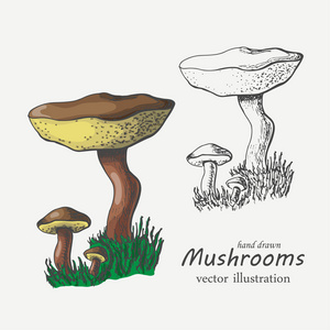 图形和彩色的蘑菇。矢量图