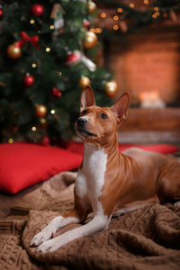 狗品种巴森吉圣诞节和新年