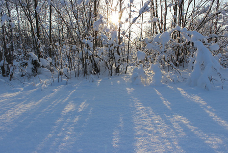 圣诞节降雪后的冬林在温特的死