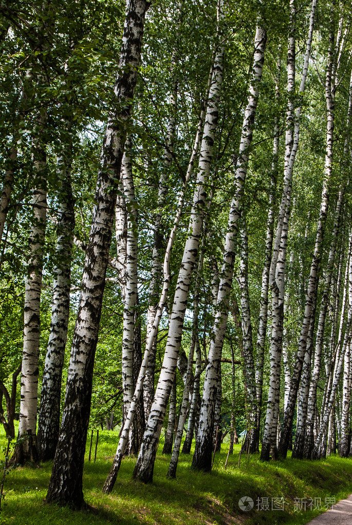 在公园里的白桦树干