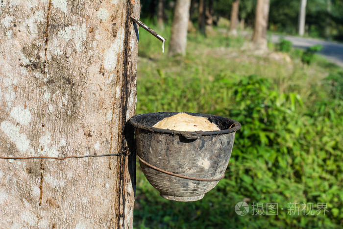 胶乳橡胶树在一个碗里