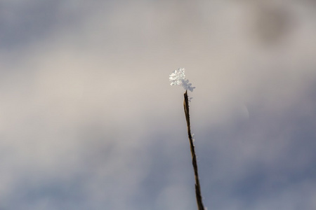 冬季干燥的植物与 rime 关闭