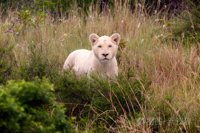白狮子幼崽南非