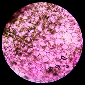 牡蛎植物细胞.显微镜下观察植物细胞照片