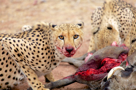 猎豹吃疣猪照片