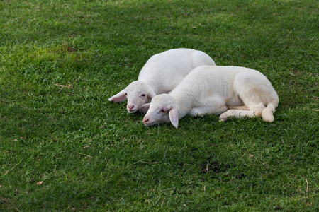 羊在草地上睡觉