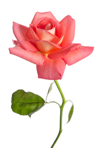 孤立在白色背景上的美丽新鲜粉红玫瑰