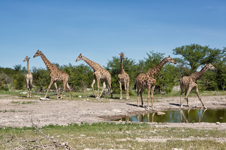 一群 girafes 冷却工间休息时间