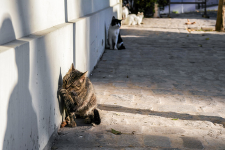 伊斯坦布尔的几只猫图片