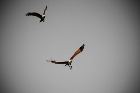 抬着头望着天空在铅灰色的天空飞翔的鹰照片