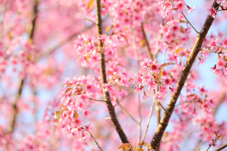 樱花盛开，粉色樱花花