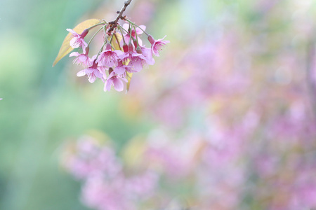 樱花盛开，粉色樱花花