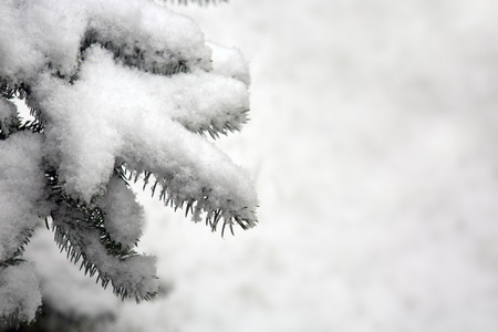 松枝白雪覆盖