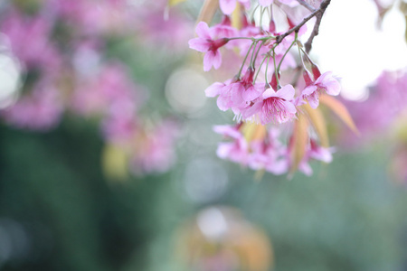 樱花盛开，粉色樱花花