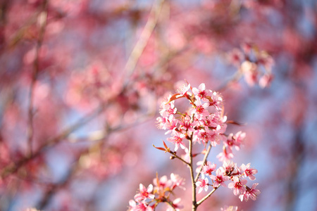 樱花盛开，粉色樱花花