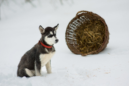 西伯利亚雪橇犬在上一个冬天的雪