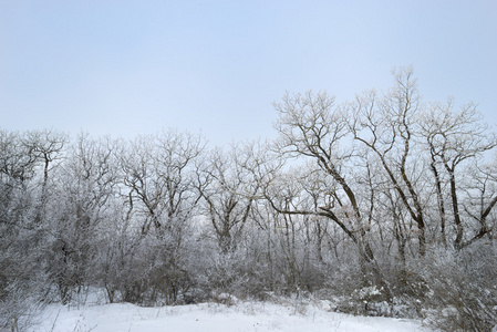 冬季景观。满树的雪