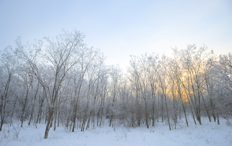 冬季景观。满树的雪