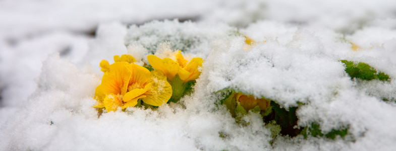 黄月见草花，生长于雪