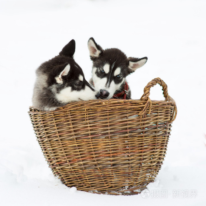 在上一个冬天里的雪场哈士奇