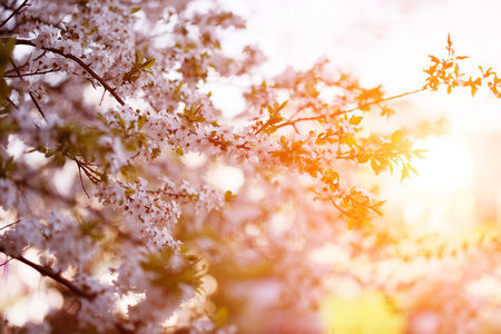 开花的春天树。春天或夏天风景的日落 bac