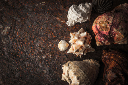 海贝壳上暗石背景