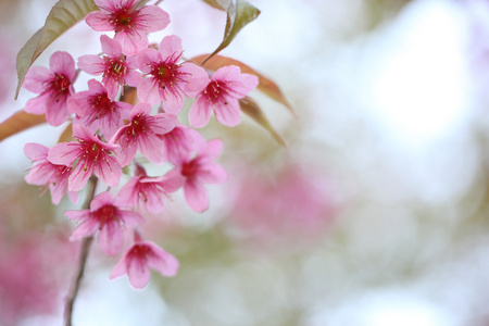 樱花盛开，粉色樱花花