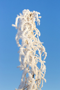 雪中覆盖的柳树草本植物