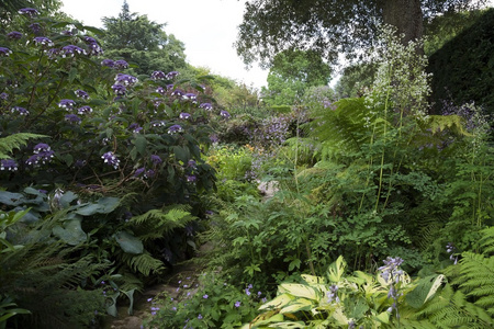 蕨类植物和灌木花园，英格兰
