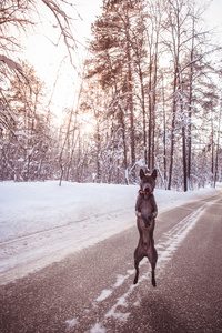 灰色的冬天泰国脊背犬在野生森林的道路上