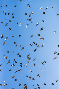 群鸽子飞过天空