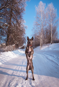 灰色的冬天泰国脊背犬在野生森林的道路上