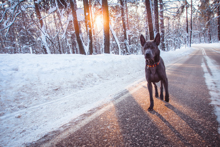 灰色的冬天泰国脊背犬在野生森林的道路上