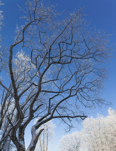 美丽的冻结的树在蓝天背景