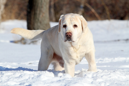 一只黄色的拉布拉多犬冬季雪中图片