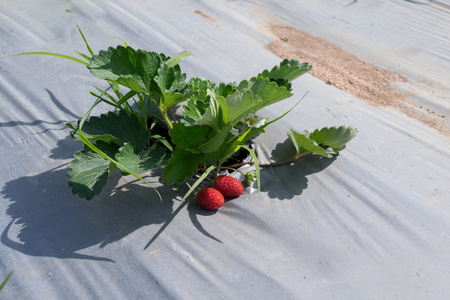 草莓的莓果有机农场