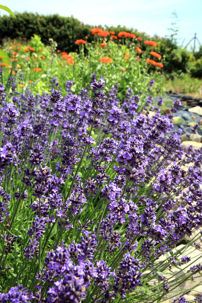 jeune lavande fleurs pétale年轻的薰衣草与花瓣的花