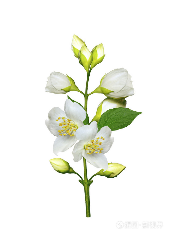孤立的白色背景上的茉莉花的分支