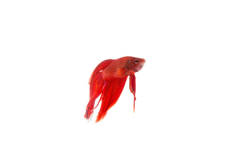 红色的斗鱼，白色背景上孤立的暹罗斗鱼
