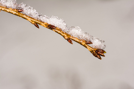 嫩枝芽覆盖着雪