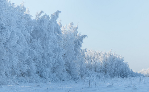 冬季风景与树木覆盖着白霜