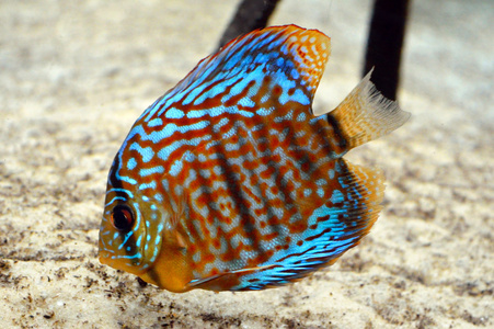 在水族馆的七彩神仙鱼