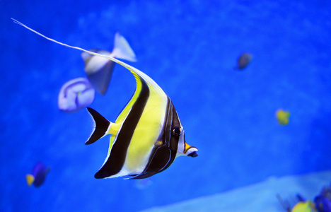 在水族馆的美丽 bannerfish