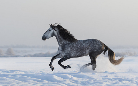 纯种马驰骋在冬天下雪草地上