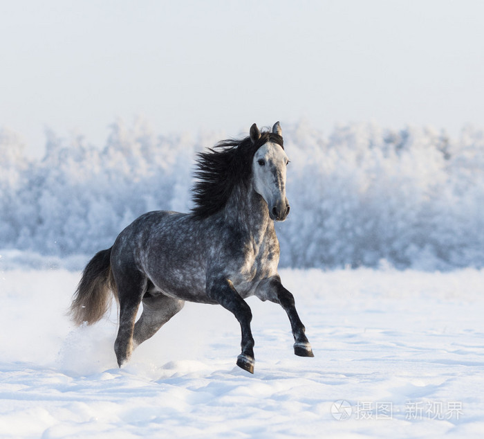 灰色的安达卢西亚马驰骋在草原上的新鲜的雪