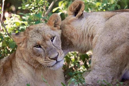 母狮亲吻另一个母狮