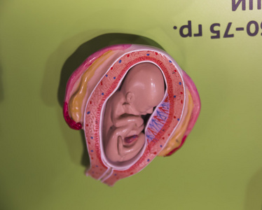 一个女人怀孕的解剖照片